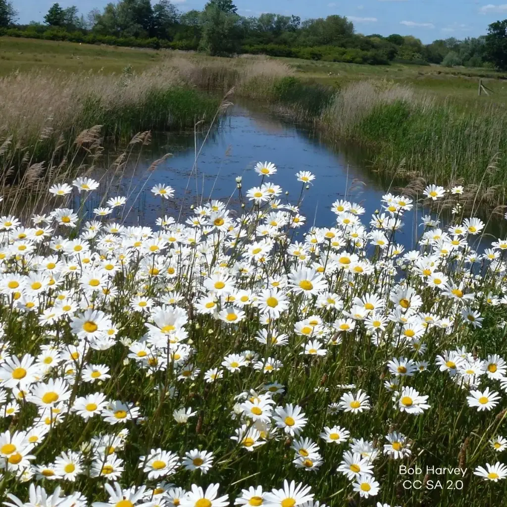 Leucanthemum Vulgare - Compact - BIO