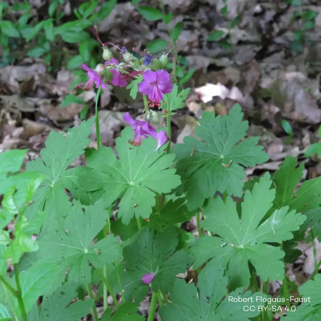Balkan Storchschnäbel - Geranium Macrorrhizum - Compact - BIO