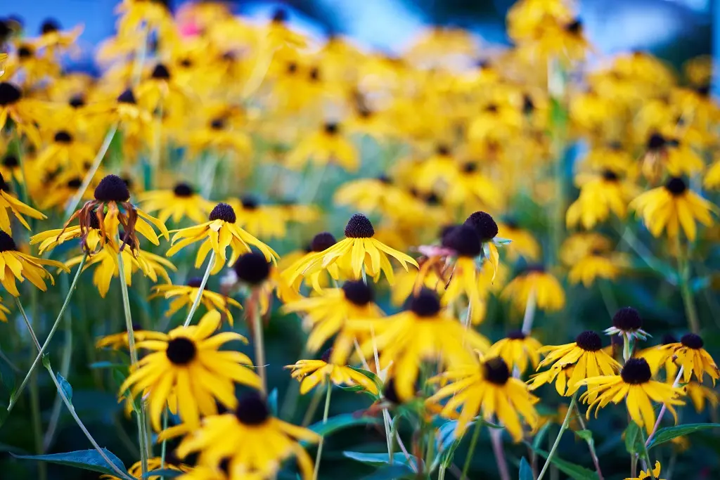 Rudbeckia Goldsturm - Compact - BIO