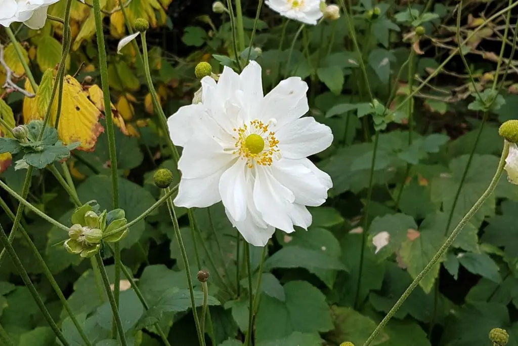 Anemone hyb. Honorine Jobert P9 - BIO