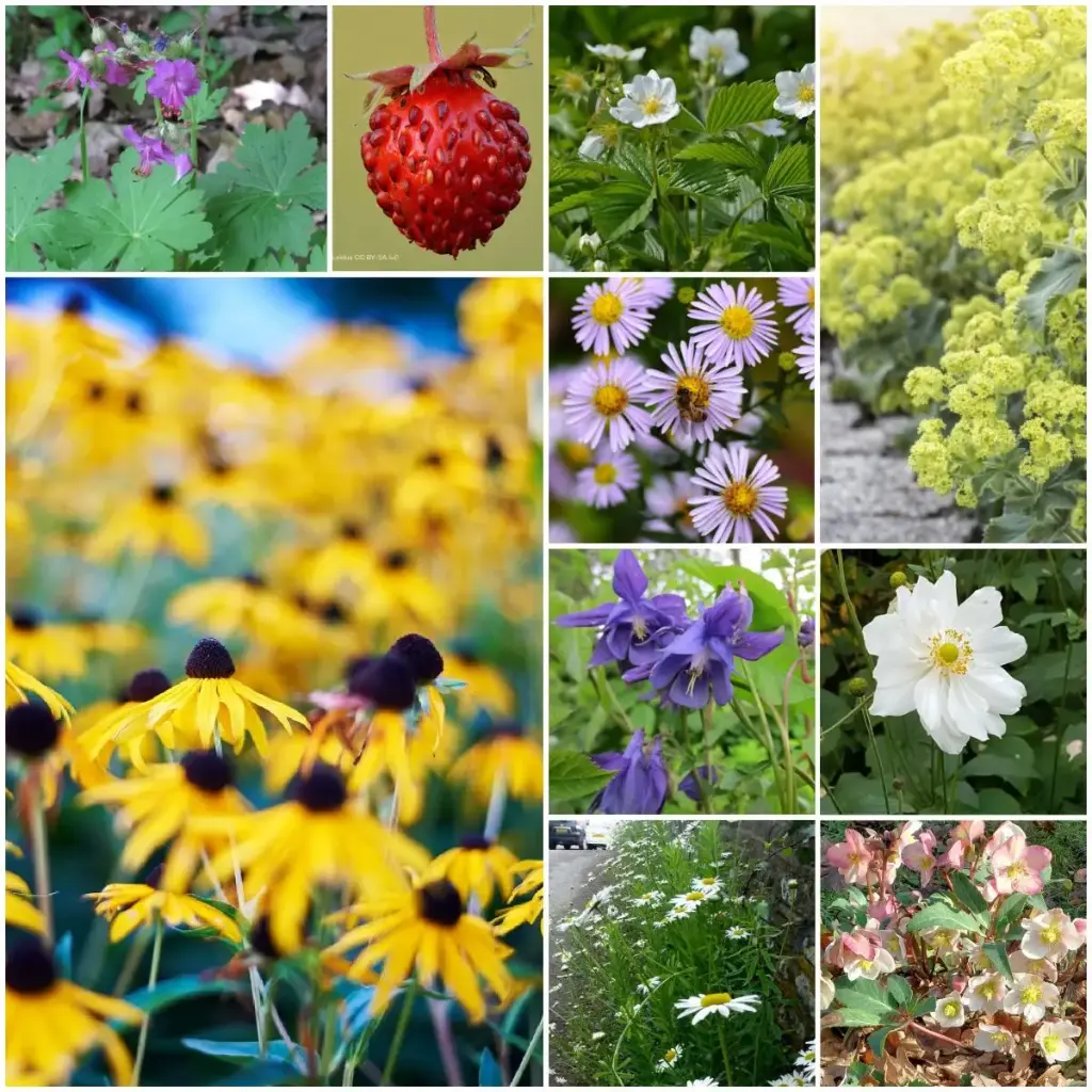 Staudenbeet Paket für Teilschatten 4 m² - BIO