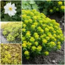 Staudenbeet Paket für Schatten 1 m² – BIO