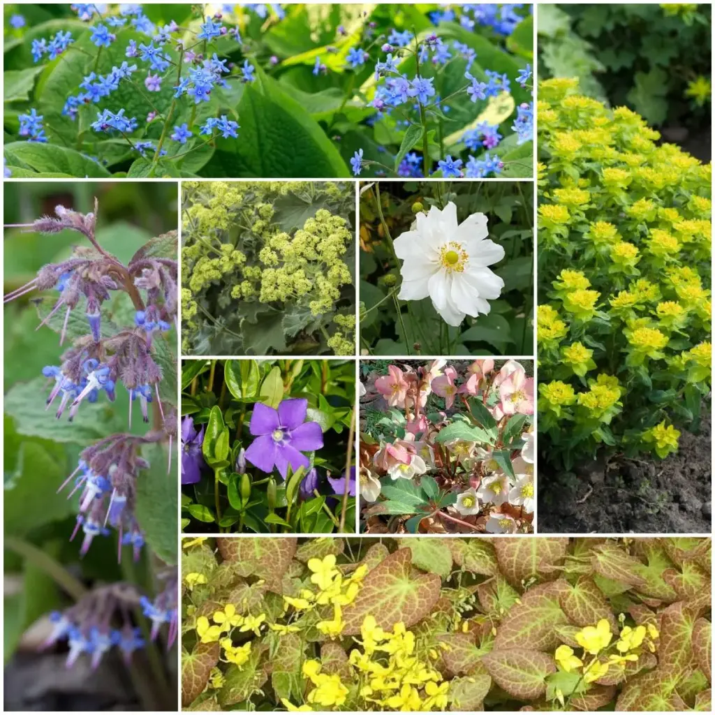 Staudenbeet Paket für Schatten 4 m² – BIO