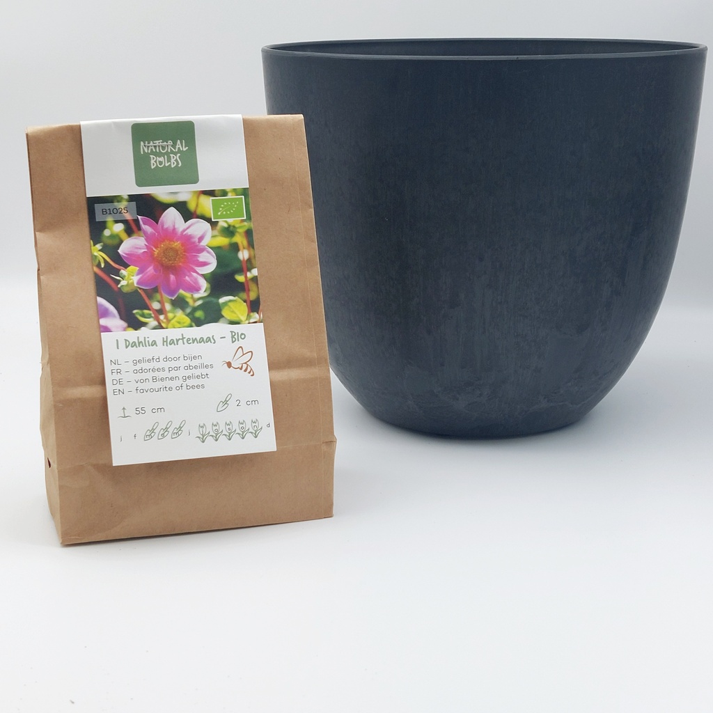 Dahlia ‚Hartenaas‘ für Mama – mit Artstone-Topf - BIO