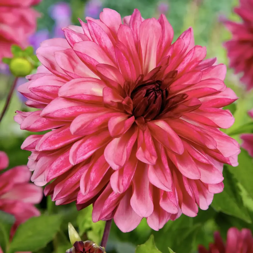 Dahlia Bacardi - BIO