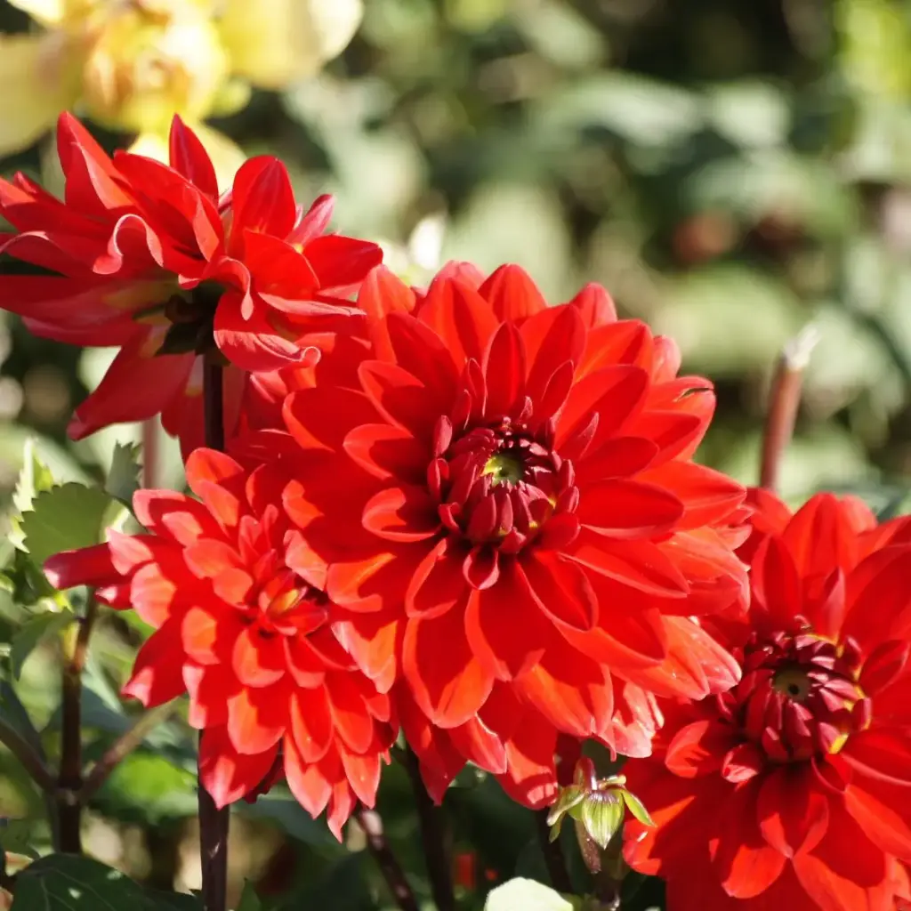 Dahlia Heatwave - BIO
