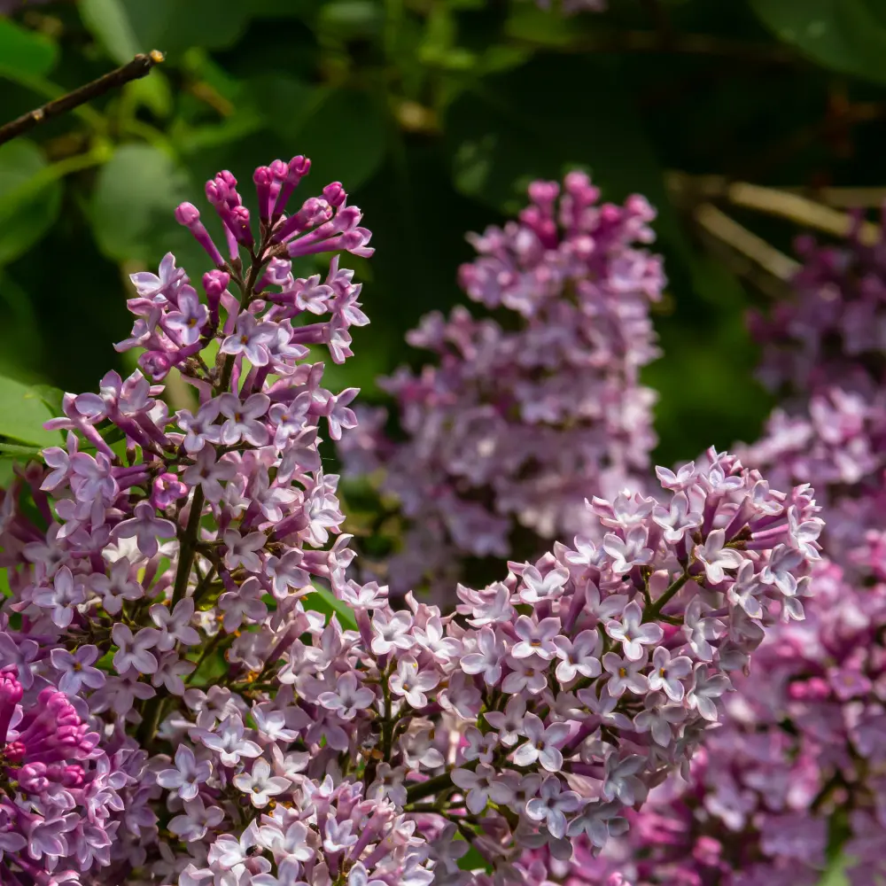 Syringa Josée - Gemeiner Flieder - Geräumig - BIO