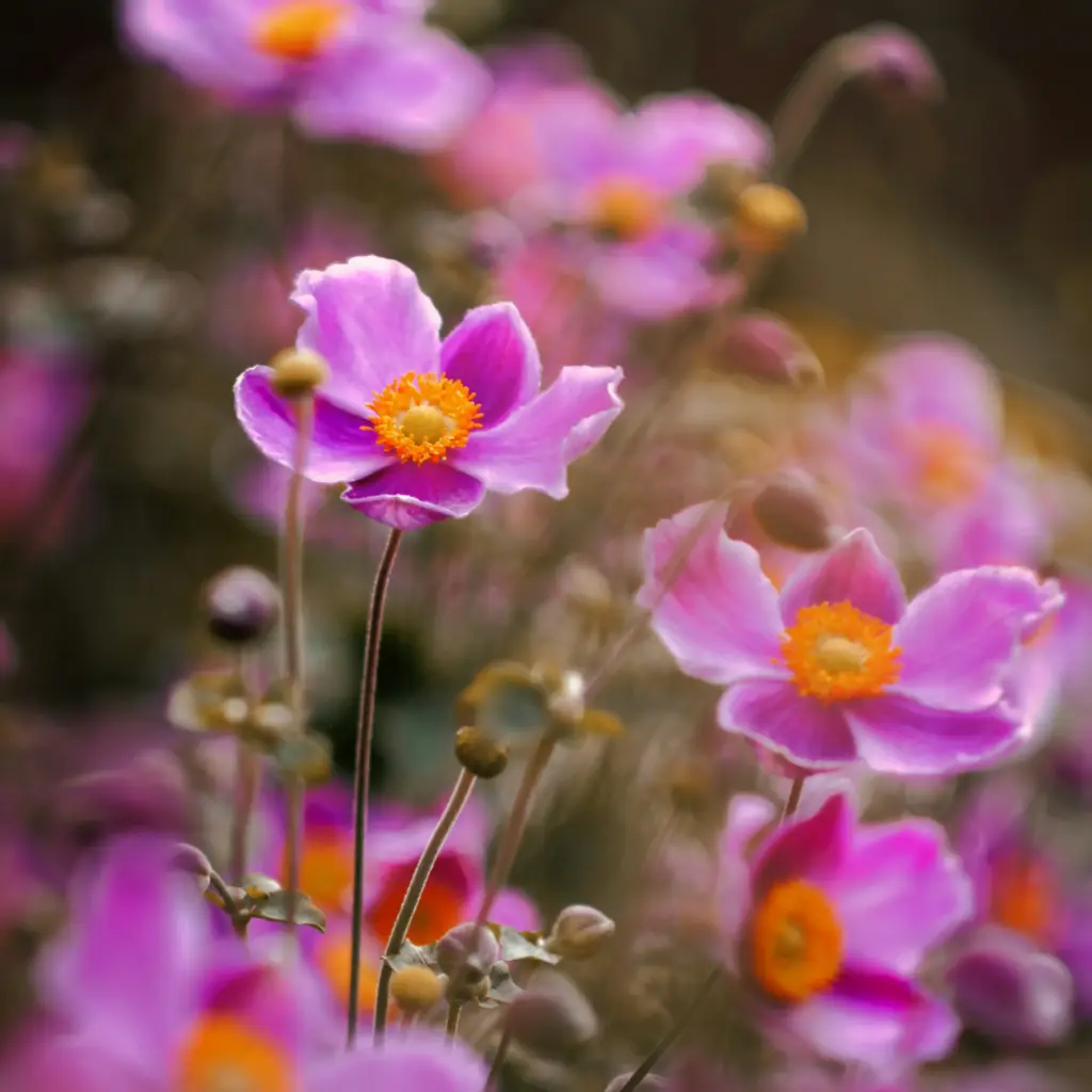Herbst-Anemone - Anemone Splendens - Compact - BIO