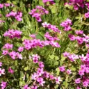 Polsterphlox - Phlox sub. Scarlet Flame - Compact  - BIO