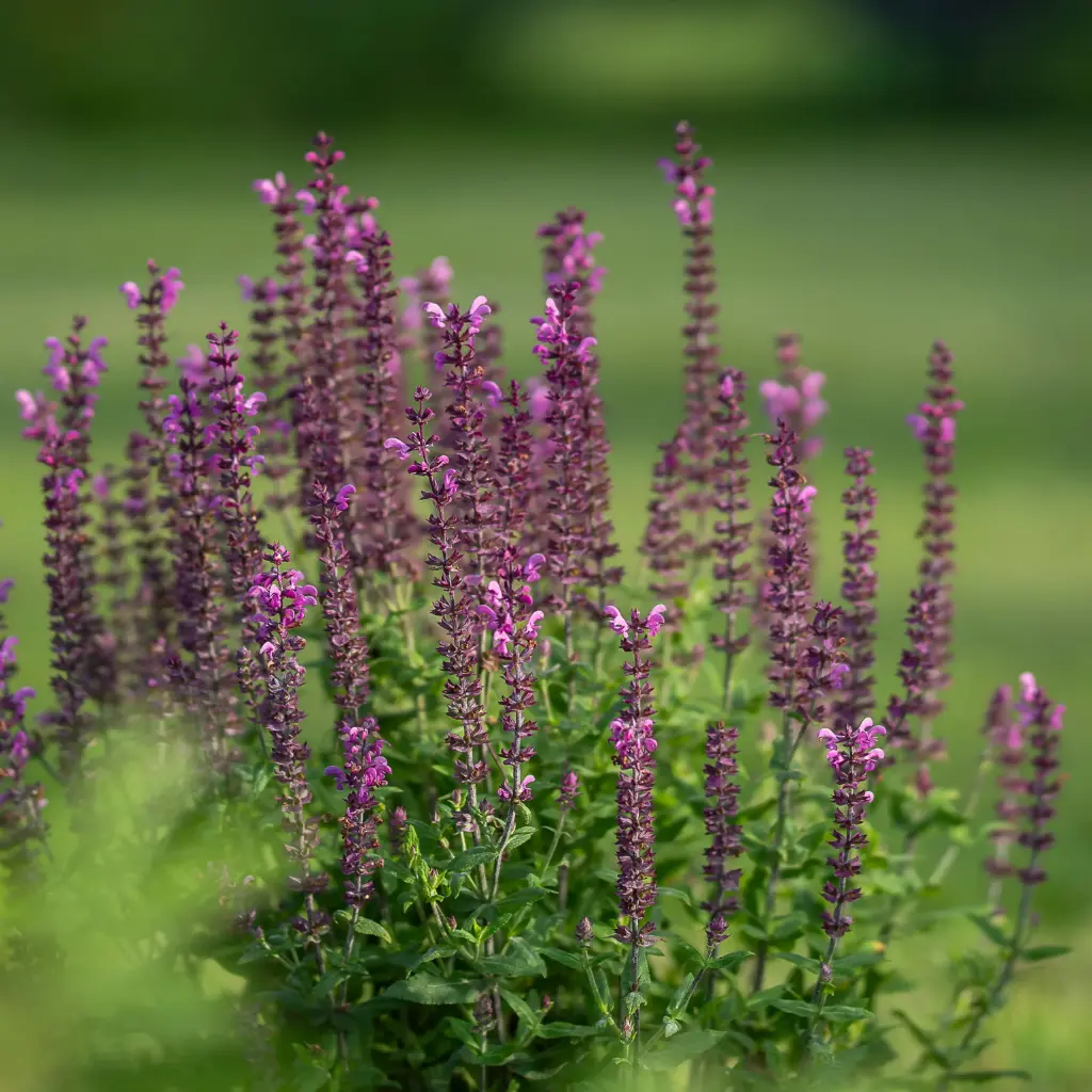 Steppensalbei - Salvia Caradonna - Compact - BIO