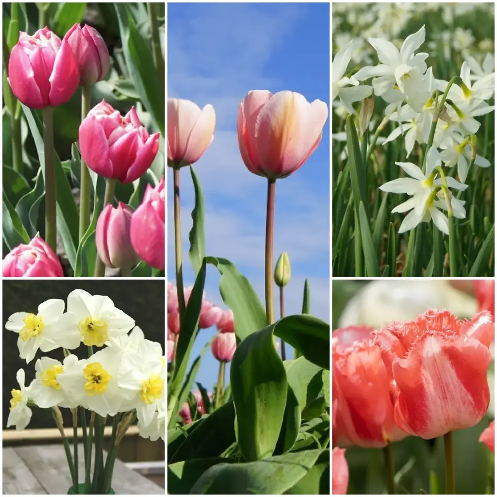 Pflückgarten Paket V2 - BIO