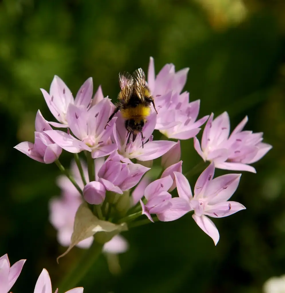 Allium unifolium - Einblättriger Lauch - BIO
