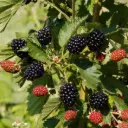 Brombeere Navaho Bigandearly - Üppig - BIO