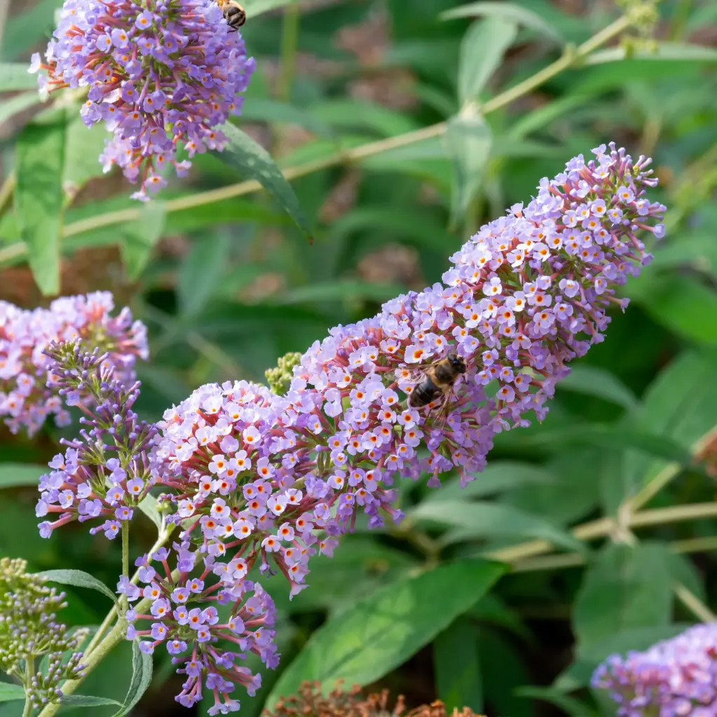 Vlinderstruik - Buddleja Pink Delight - Royaal - BIO