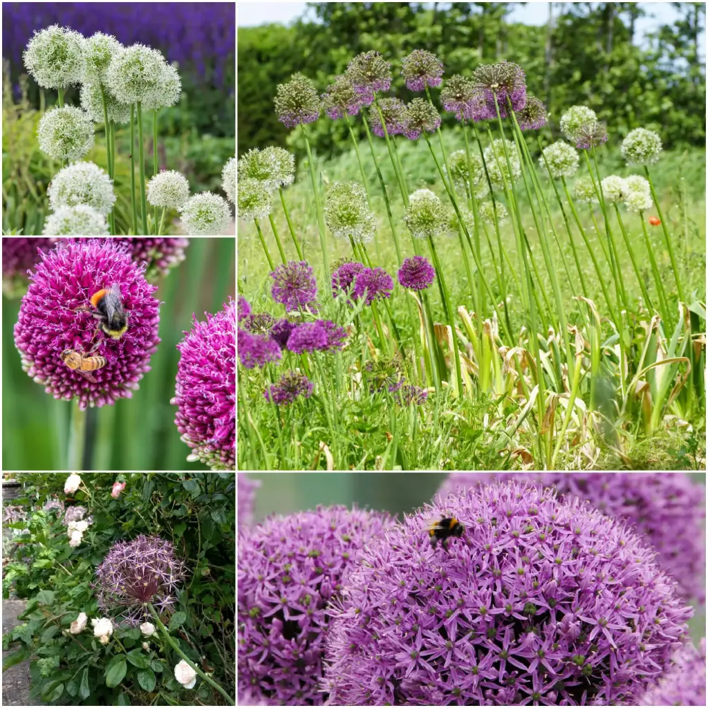 Hoge Sierlook (Allium) collectie V3 - BIO