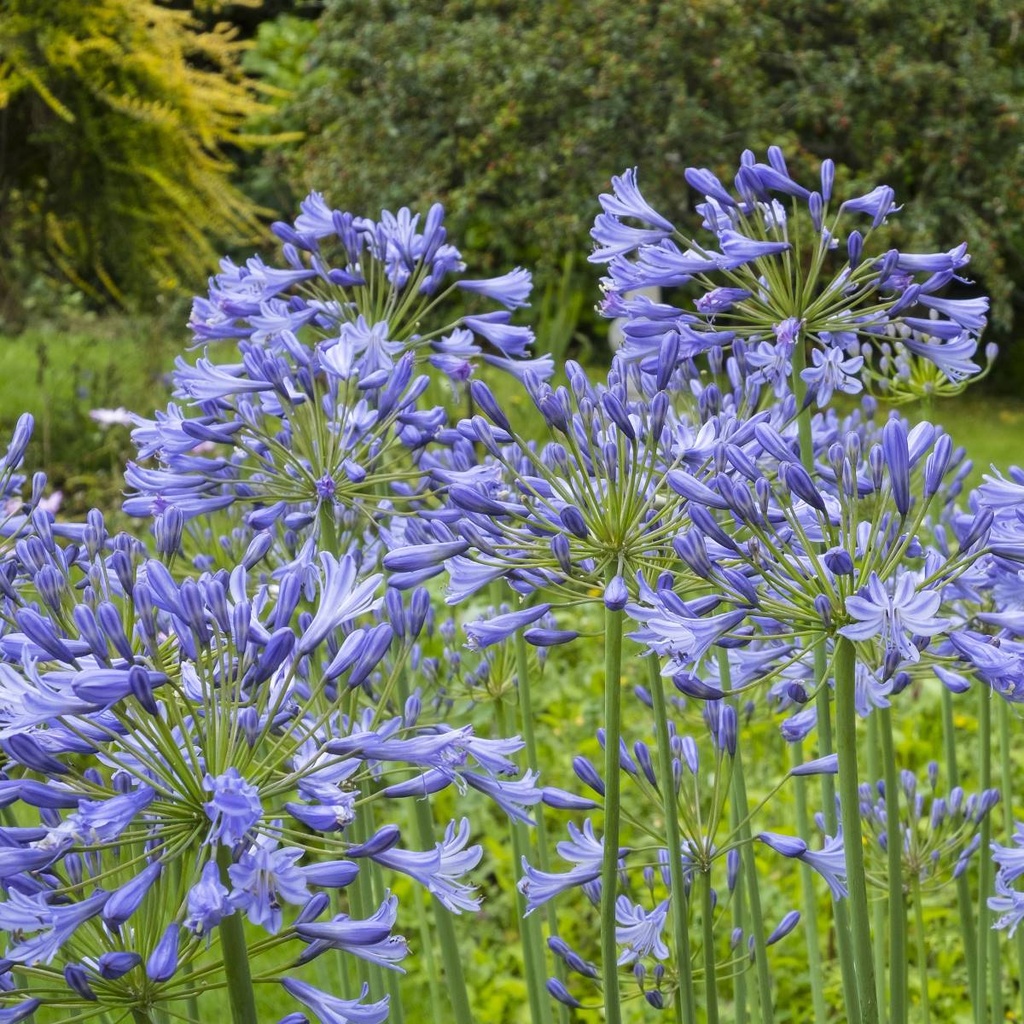Schmucklilie - Agapanthus Charlotte - BIO