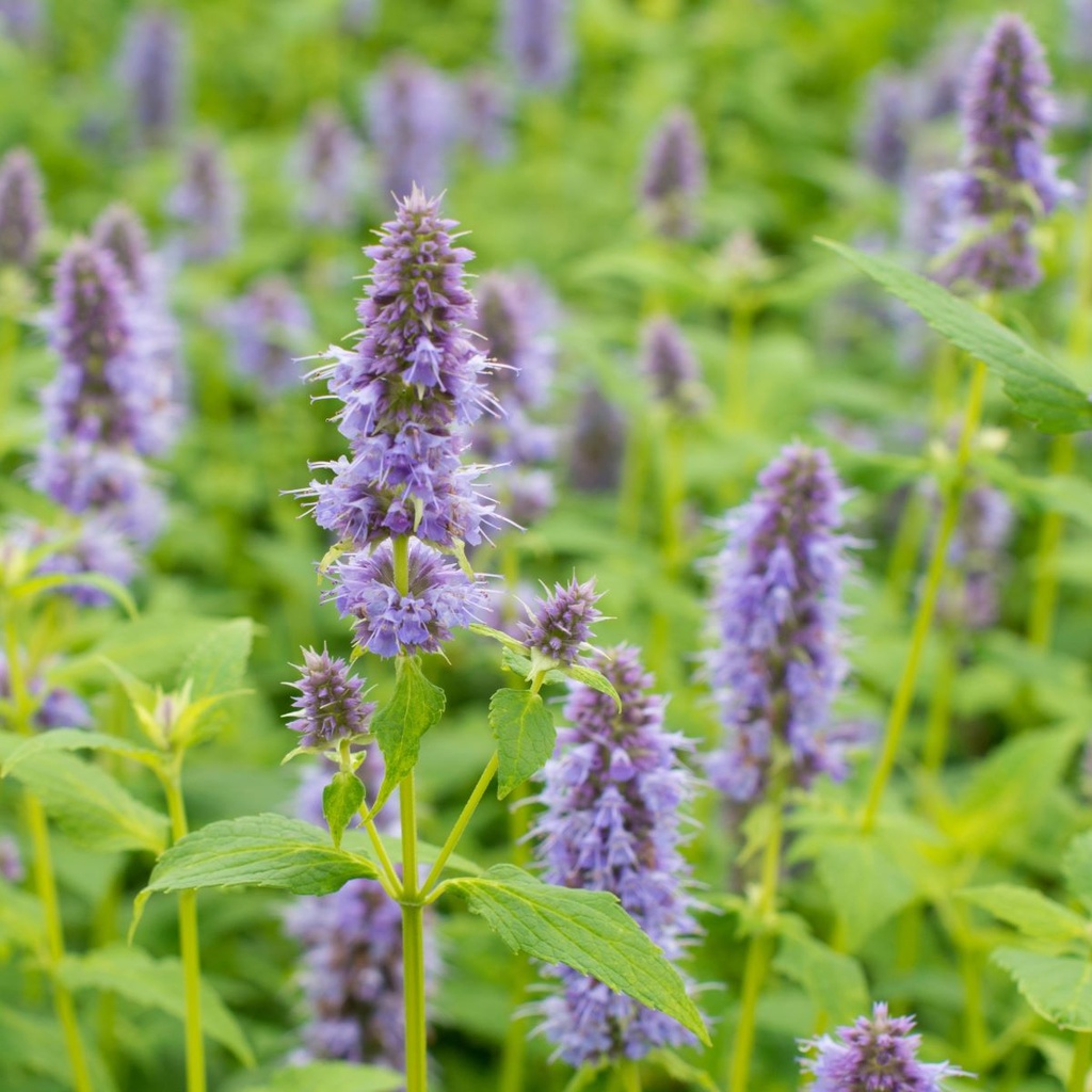 Duftnesseln - Agastache Blue Fortune - BIO