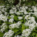 Bärlauch - Allium Ursinum - BIO