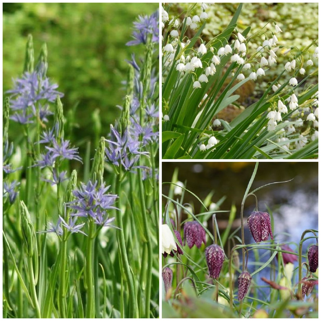 Bienenbuffet am Teich - BIO