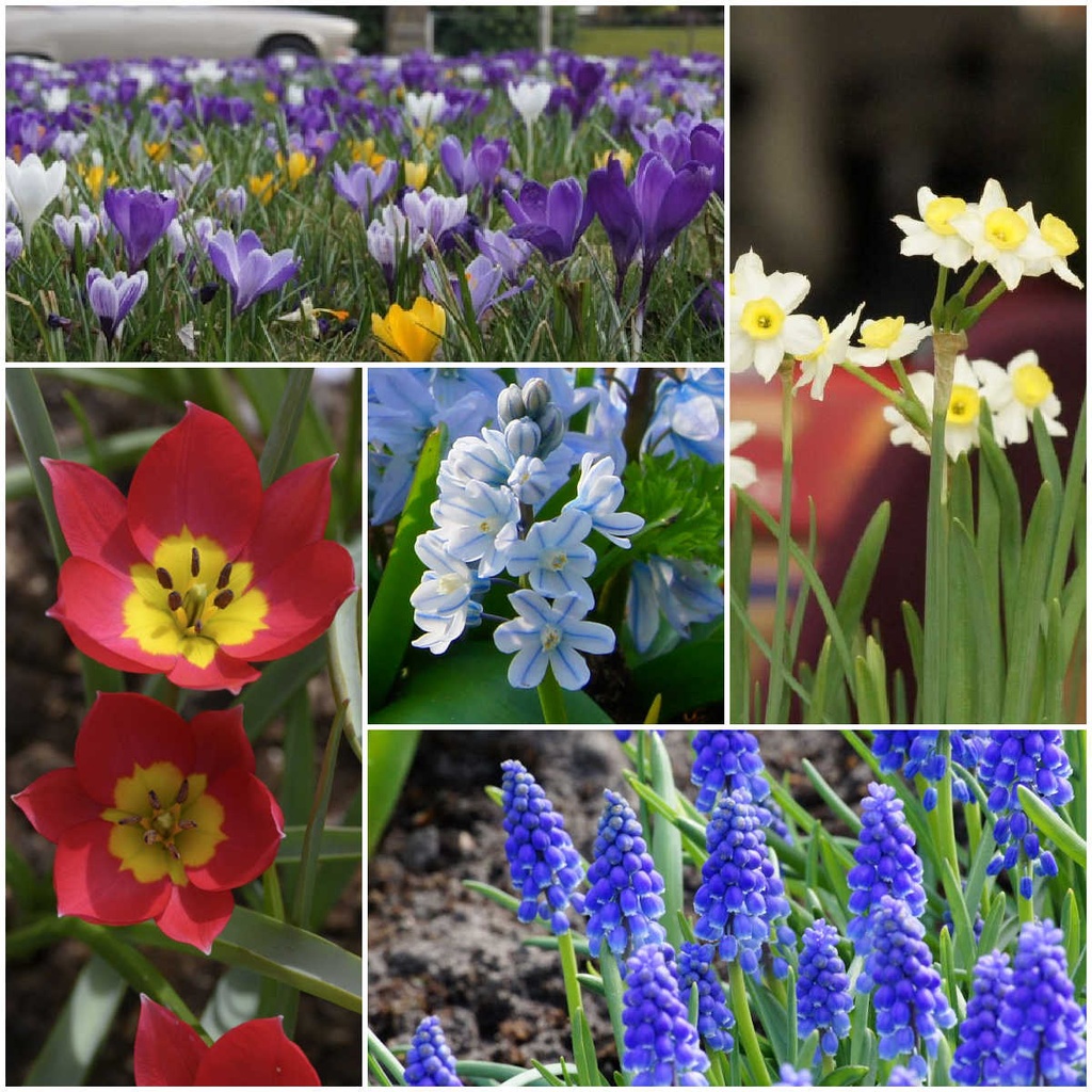 Paket bienenfreundliche Blumenzwiebeln M - BIO