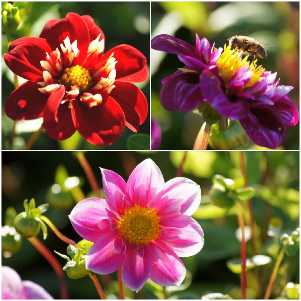 Dahlien-Bienenmischung Rosa-Rot 4 ST - BIO