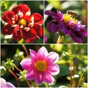 Dahlien-Bienenmischung Rosa-Rot 4 ST - BIO