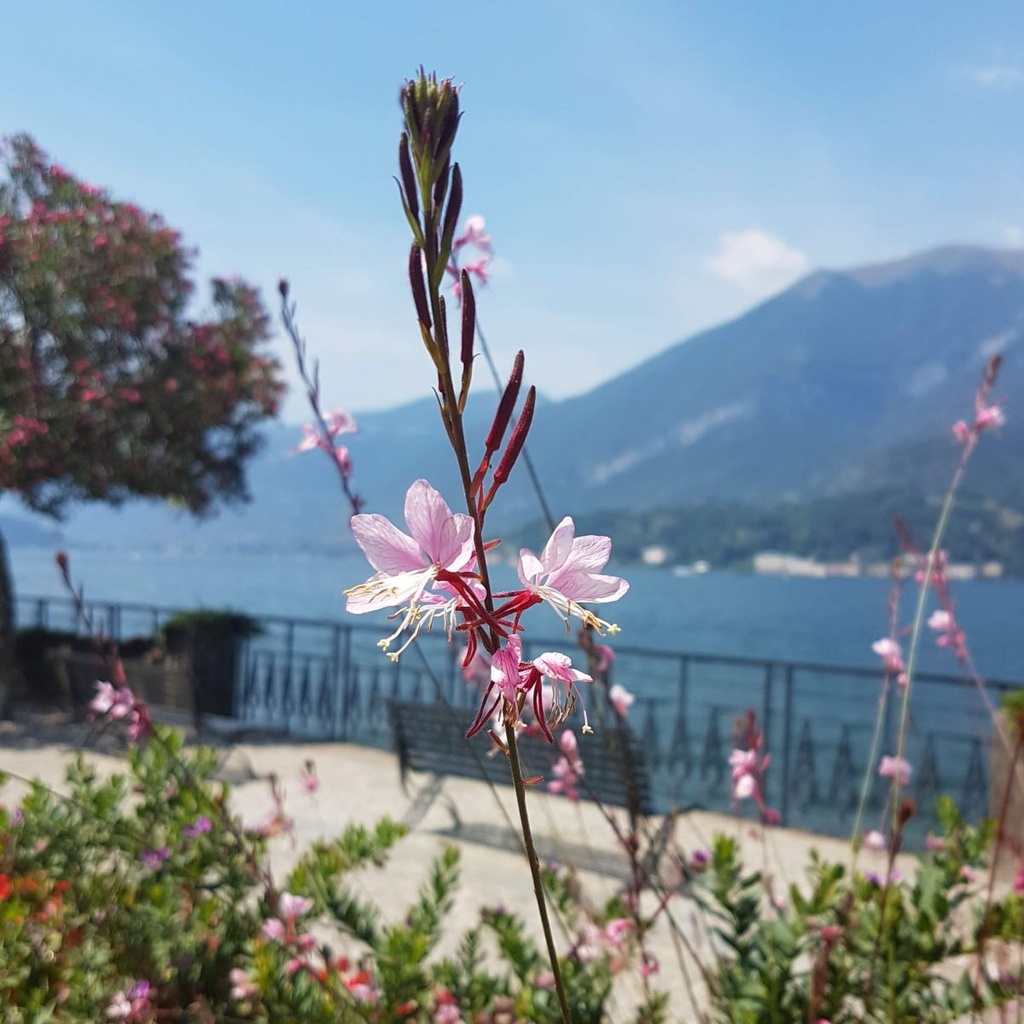 Prachtkerze - Gaura Sparkle White - BIO