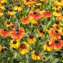 Sonnenbraut - Helenium Sahins Early Flowerer - BIO