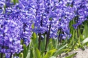 Hyacinthus Blue Star - BIO