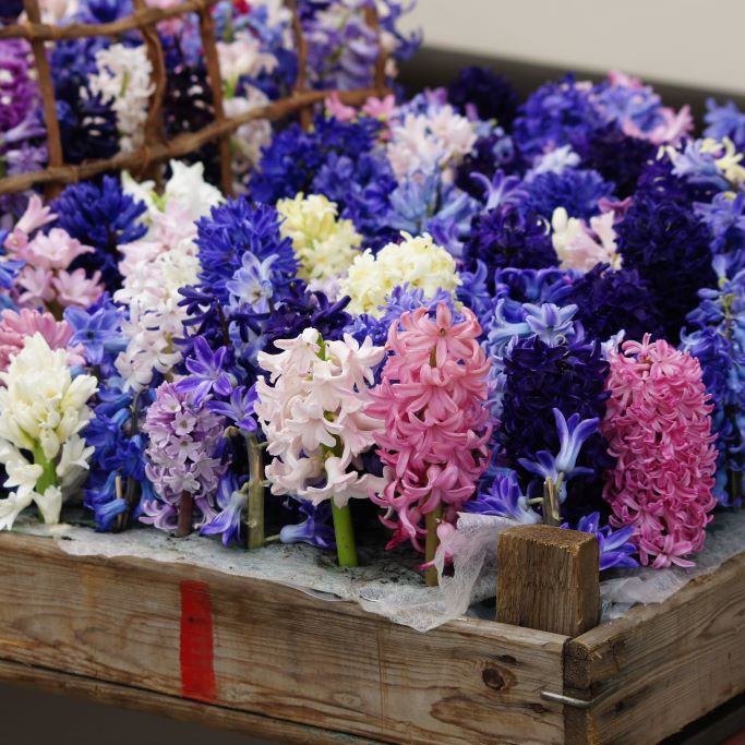 Hyacinthus Mischung - BIO