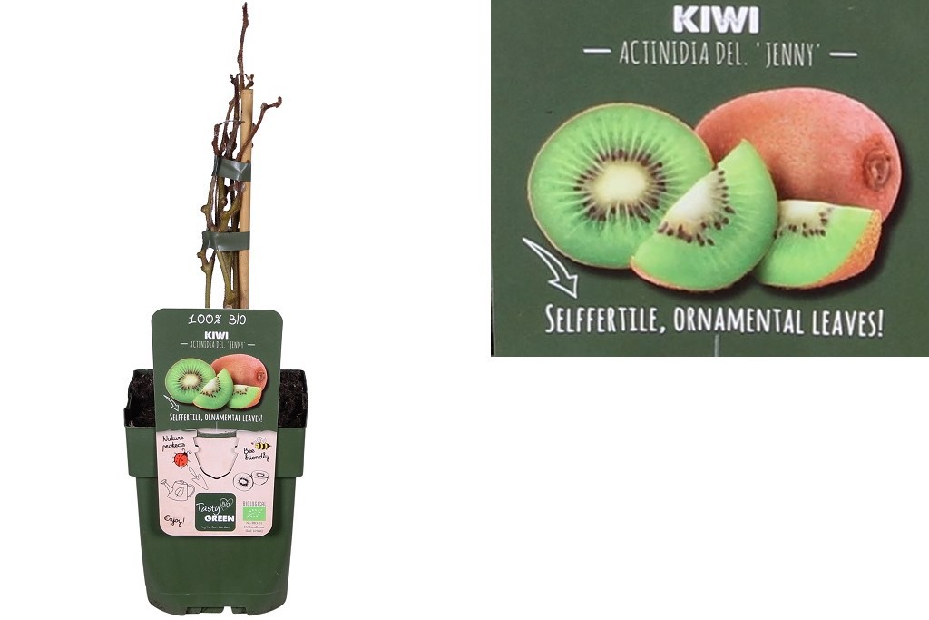 Kiwi Jenny struik - BIO