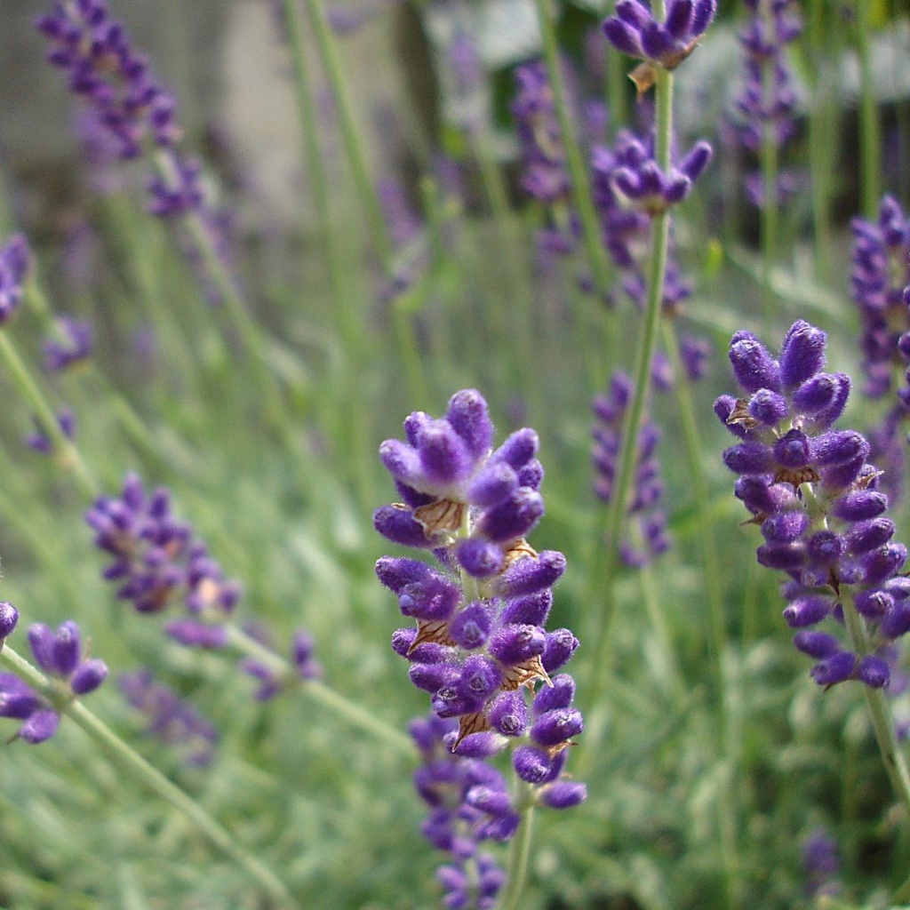 Echter lavendel - Lavandula angustifolia Hidcote - BIO
