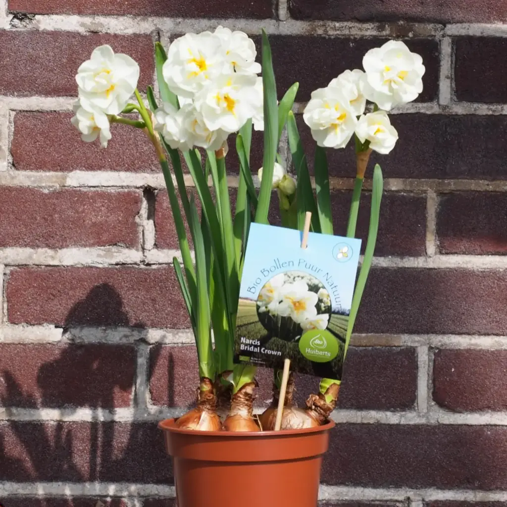 Narcis Bridal Crown op pot - BIO