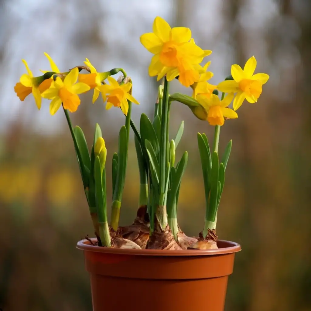 Narzisse Tete-a-Tete im Topf - BIO