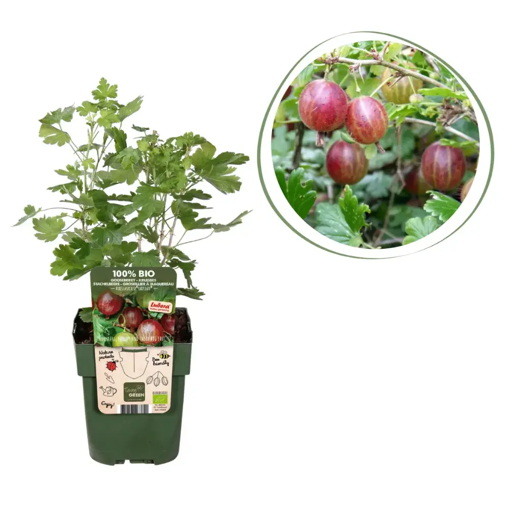 Rote Stachelbeere - BIO