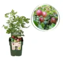 Rote Stachelbeere - BIO