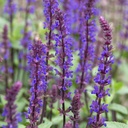 Steppensalbei - Salvia Caradonna - BIO