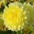 Sommer Sortiment / Dahlien