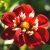 Sommer Sortiment / Dahlien / Halskrausen Dahlien