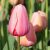 Frühlingssortiment / Tulpen