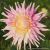 Sommer Sortiment / Dahlien / Dinnerplate Dahlien