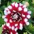 Sommer Sortiment / Dahlien / Dekorative Dahlien hoch