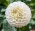Sommer Sortiment / Dahlien / Pompon Dahlien