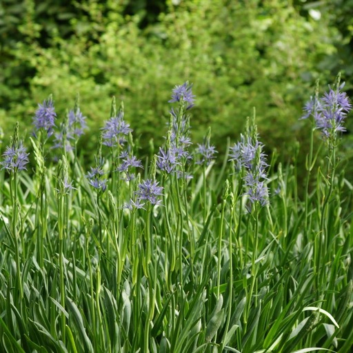 [A9016] Blaue Prärielilie - Camassia Leichtlinii Caerulea - BIO