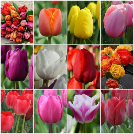 [AR04-36] Herbstverkauf TULPEN 36 p - BIO