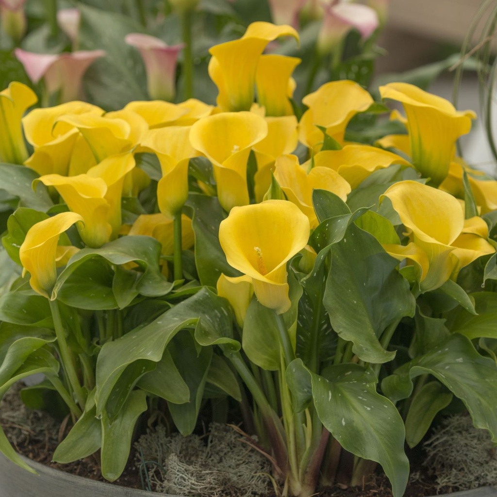 Calla gelb - BIO | Natural Bulbs DE