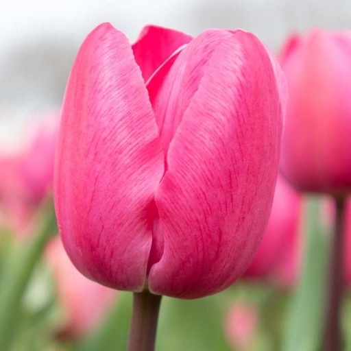 [A1130] Tulipa Tineke vd Meer - BIO