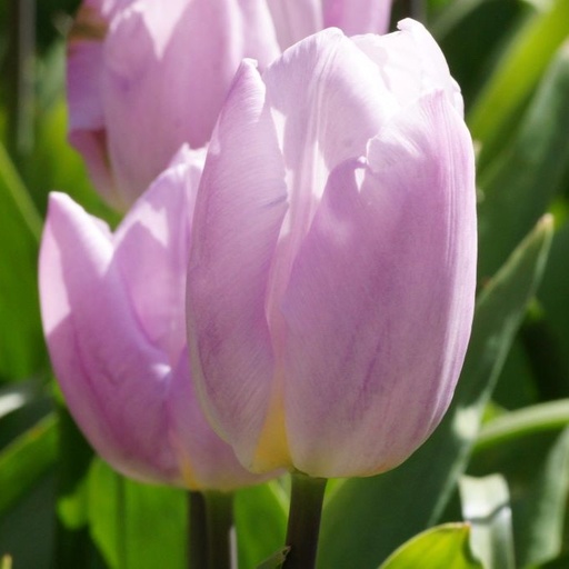 [A1133] Tulipa Pink Prince - BIO