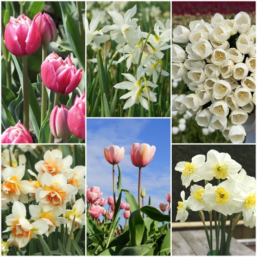 [AC99069] Pflückgarten Paket - BIO