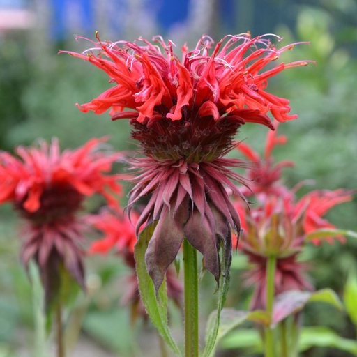 [X8075] Monarda Fireball - BIO